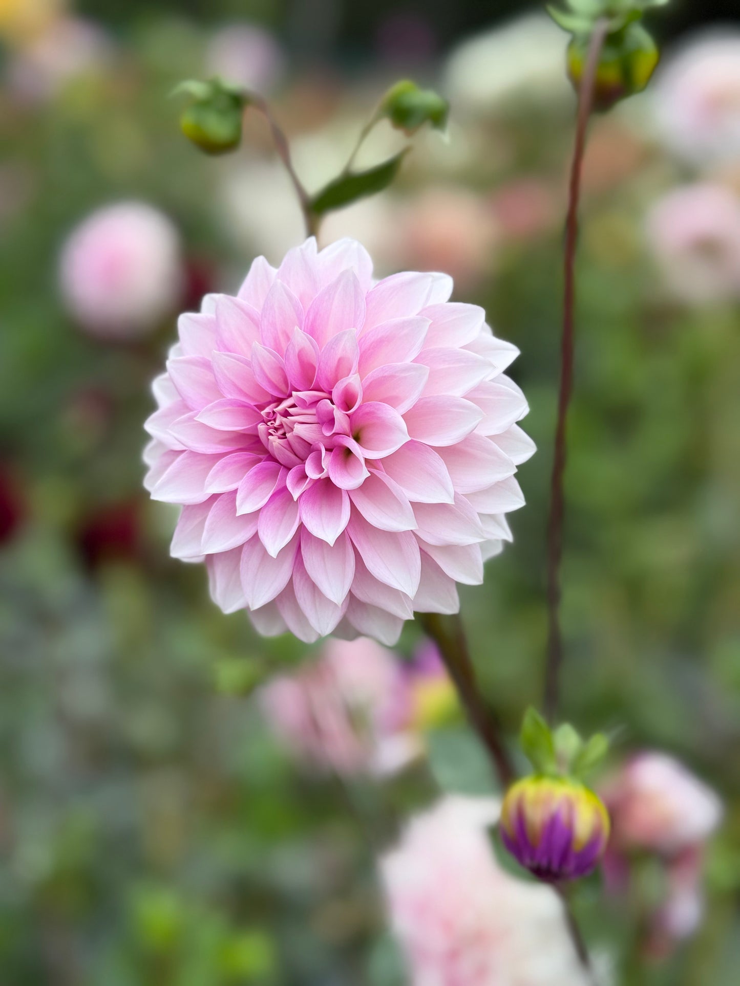 WB’s Misbehavin’