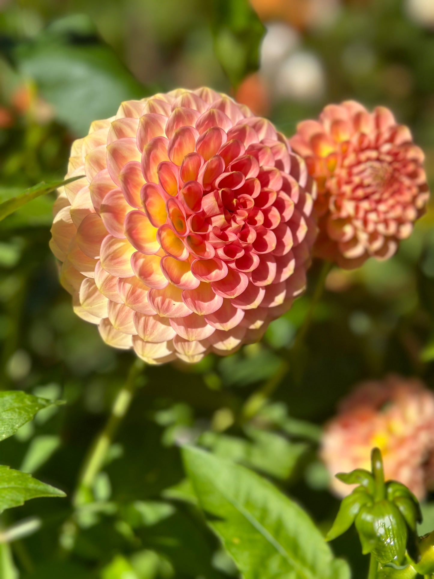 20th Ave Softer Peach