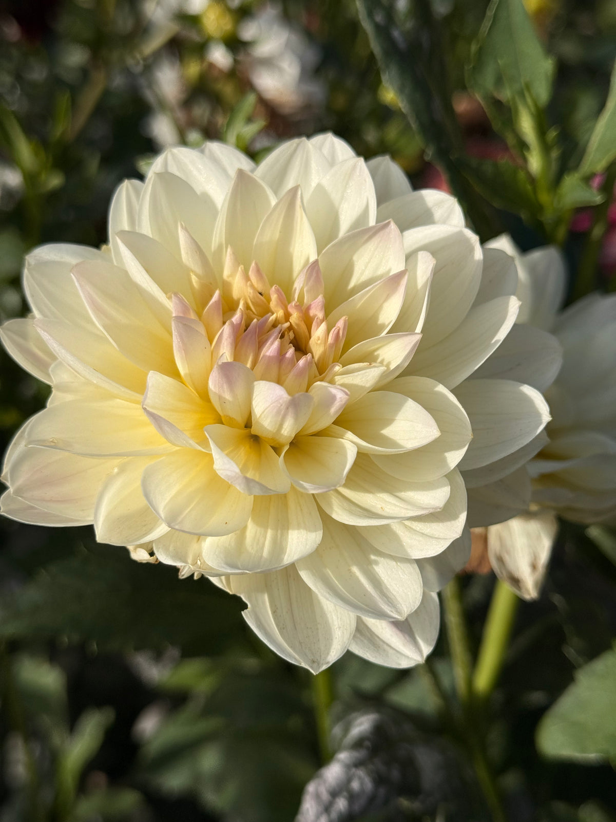 Hollyhill Creamy