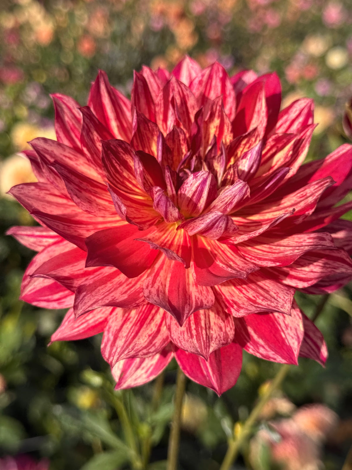 Hollyhill Tigress