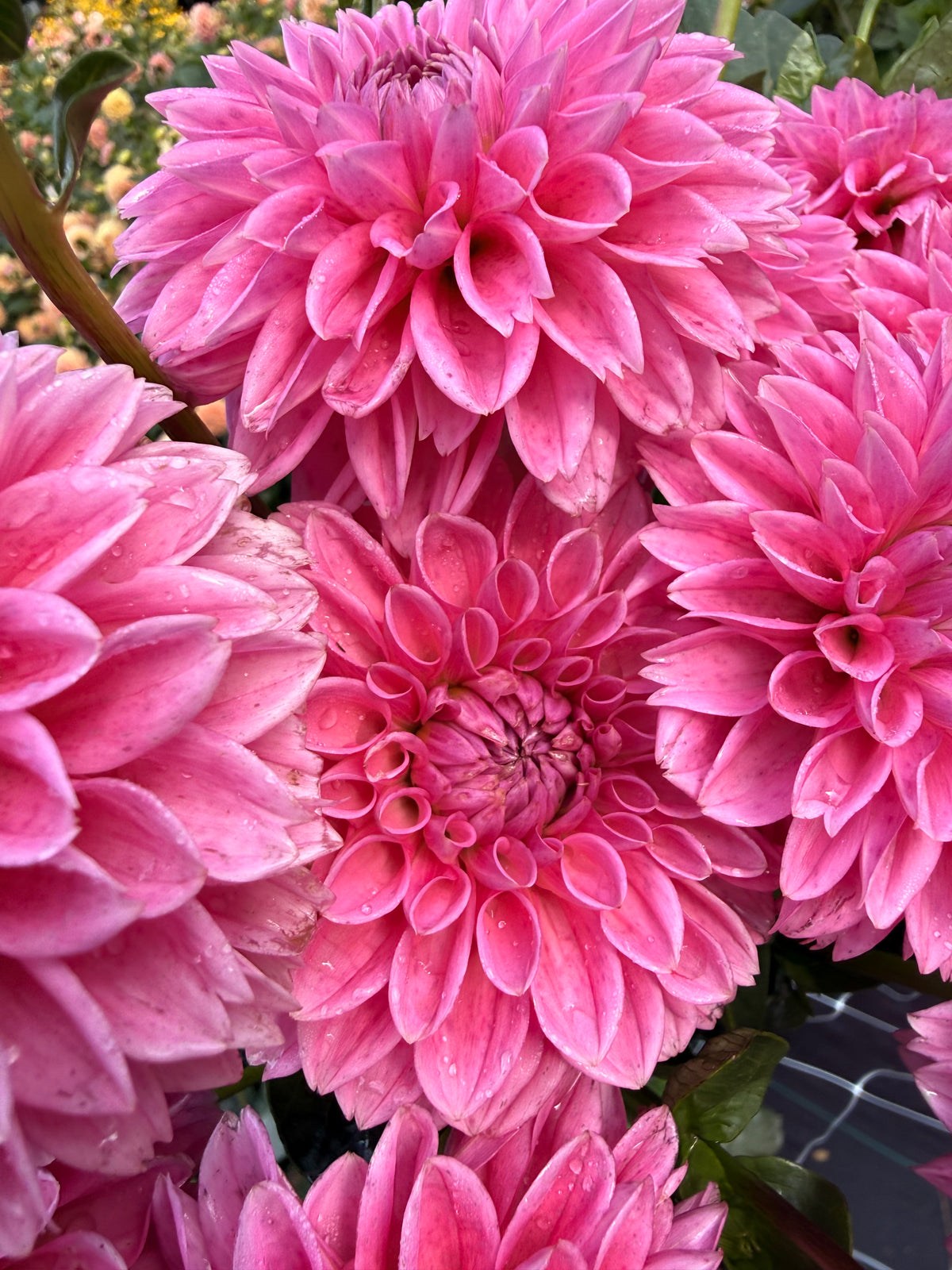 Pink Sylvia