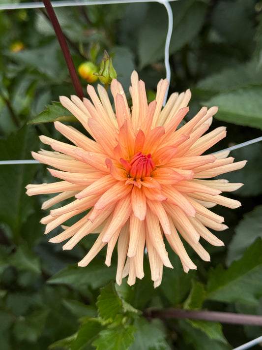 Peach Fuzz