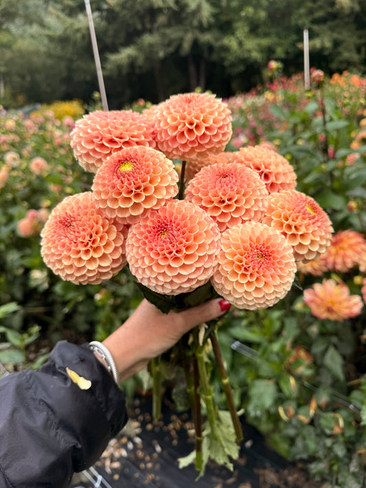 KA's® Honeycomb
