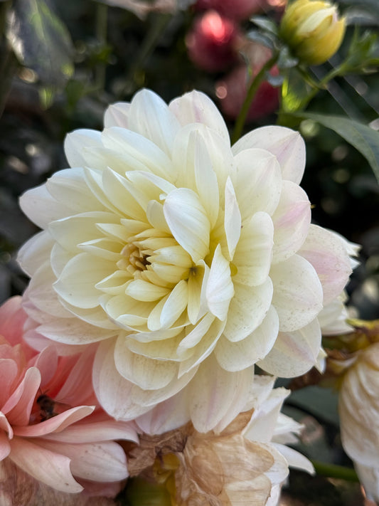 Hollyhill Creamy