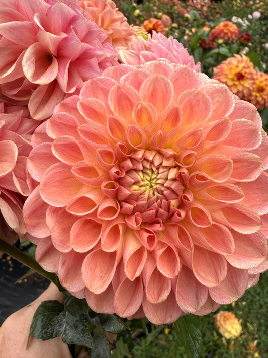CV Peachy