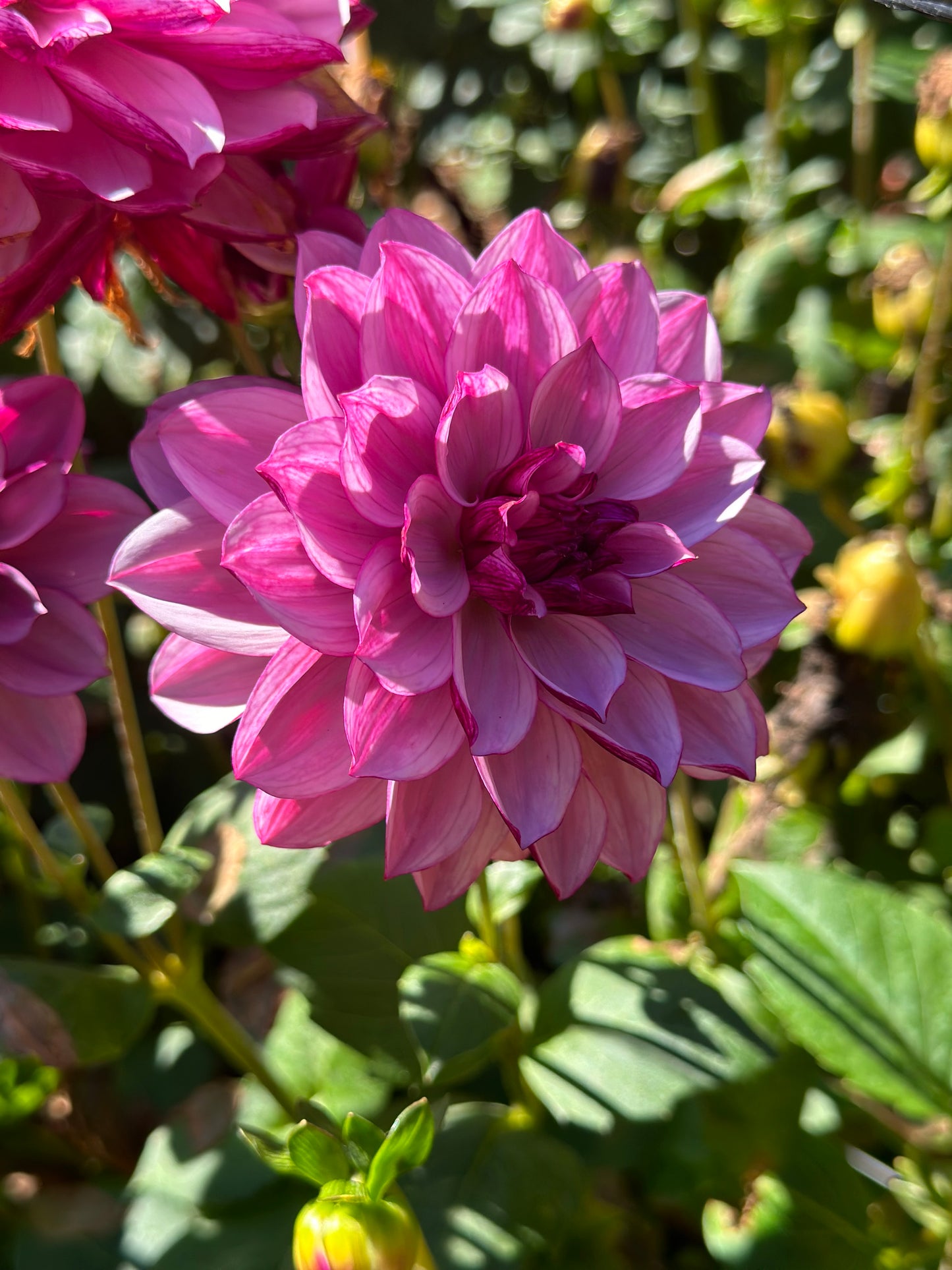 Crème De Cassis