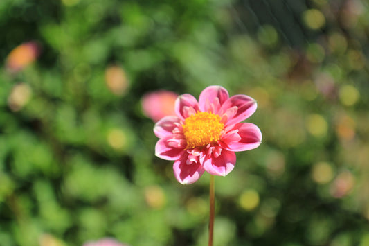 Rosy Wings