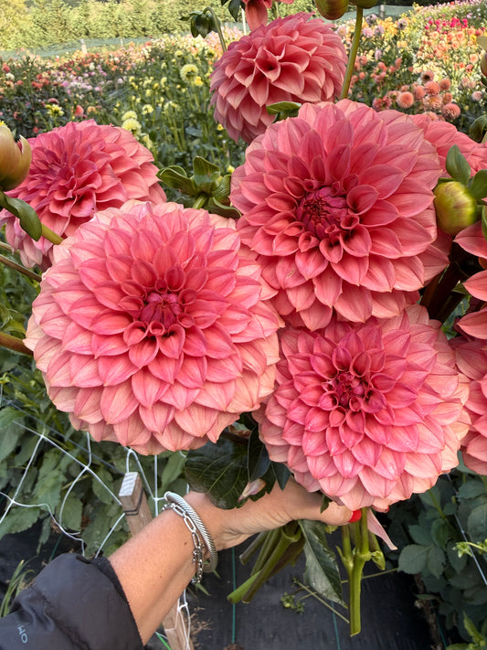 KA's® Keltie Rose