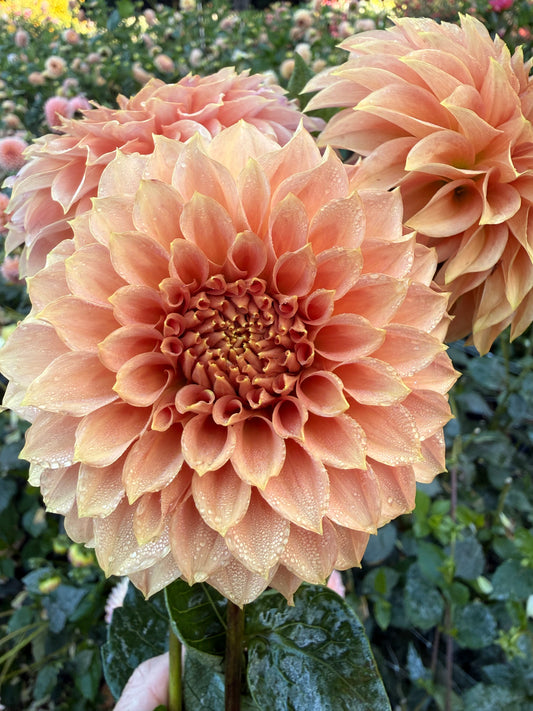 KA's® Coral Sea