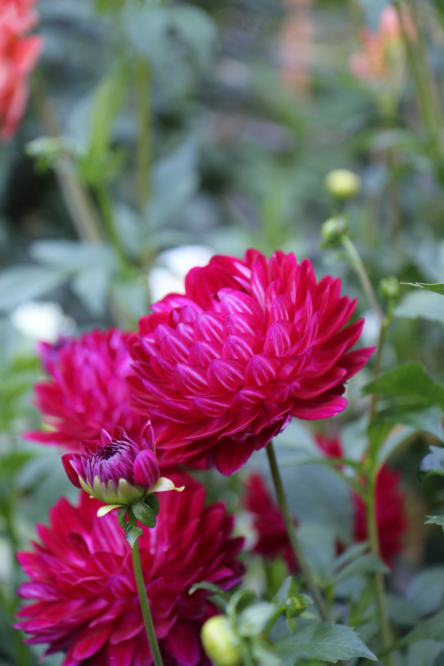 Sandia Bertha