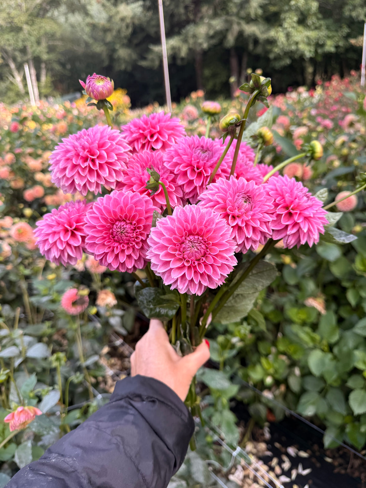 Pink Sylvia