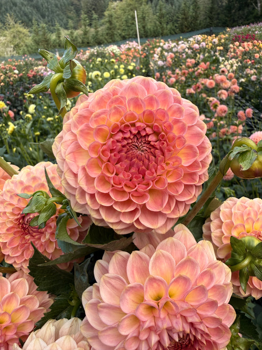 20th Ave Softer Peach