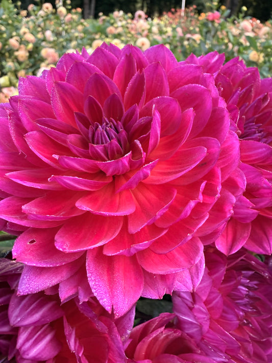 Hollyhill Pandora