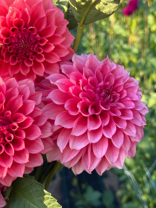 RM Pink Sugar