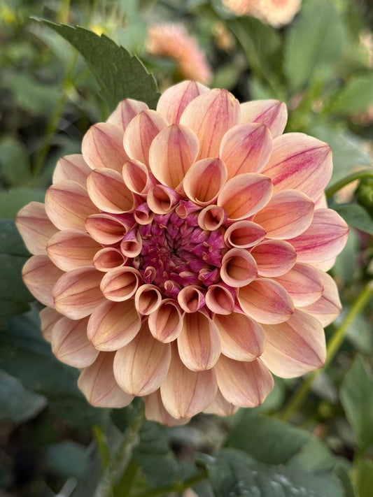 KA's® Rhubarb