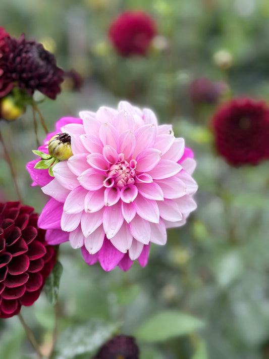 WB’s Misbehavin’