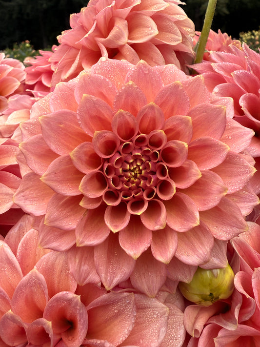 Peachy Parade