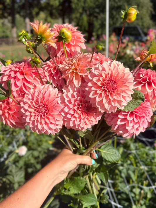 KA's® Desert Rose