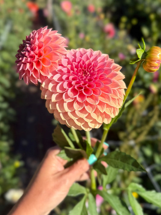 KA's® Guava