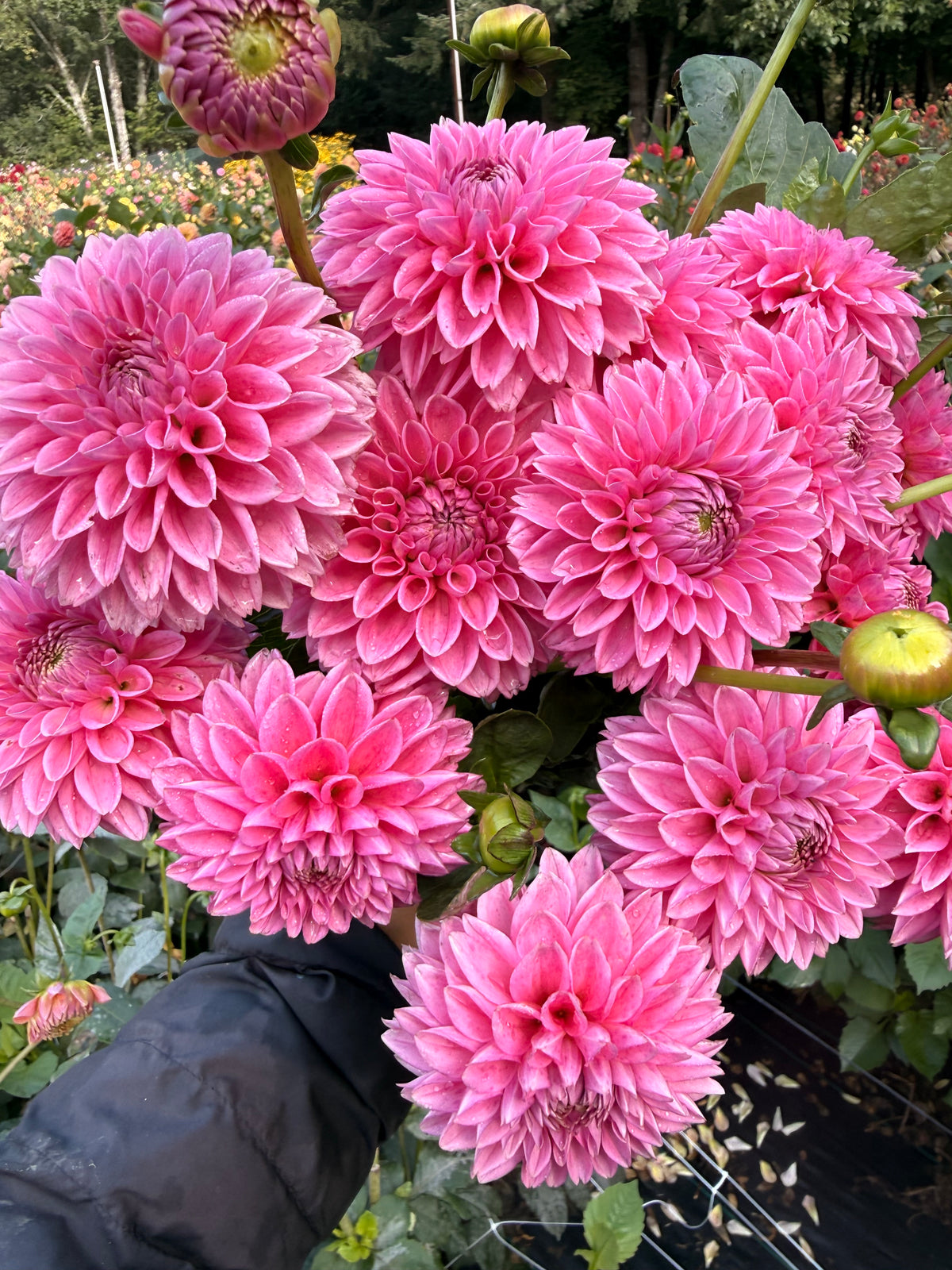 Pink Sylvia