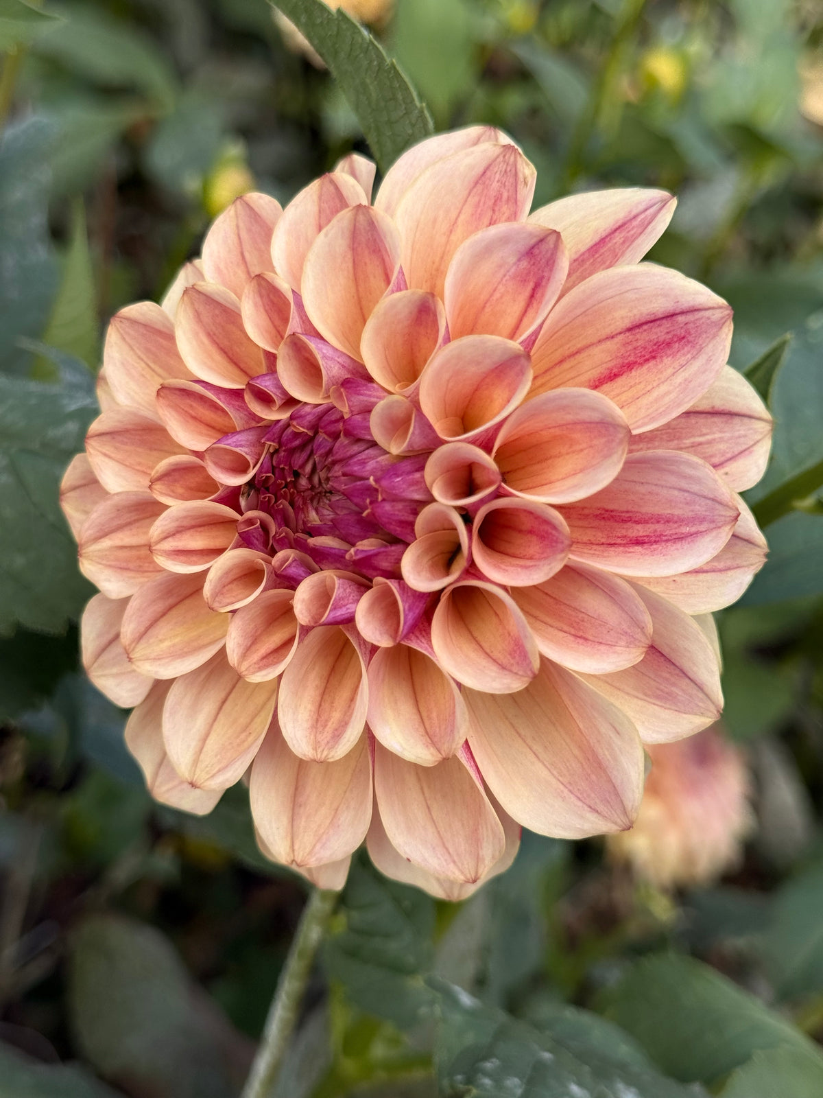 KA's® Rhubarb