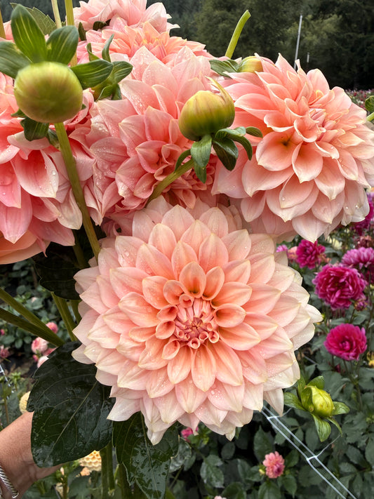 Rm Peachy Pink