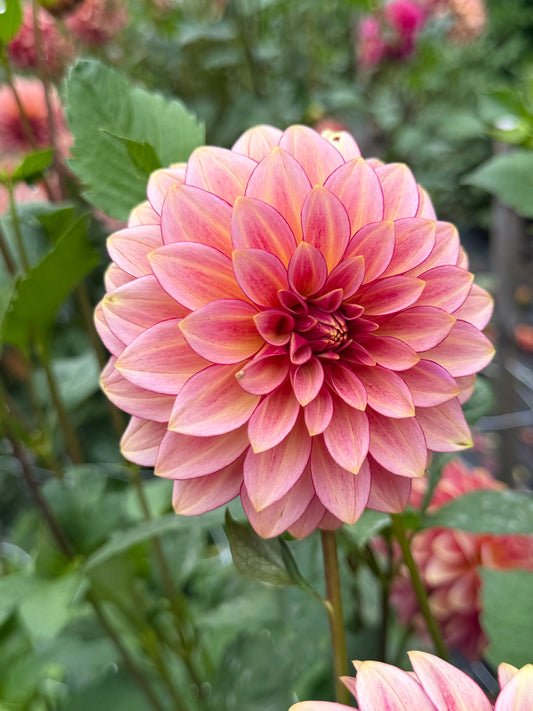 Rm Raspberry Twinkle