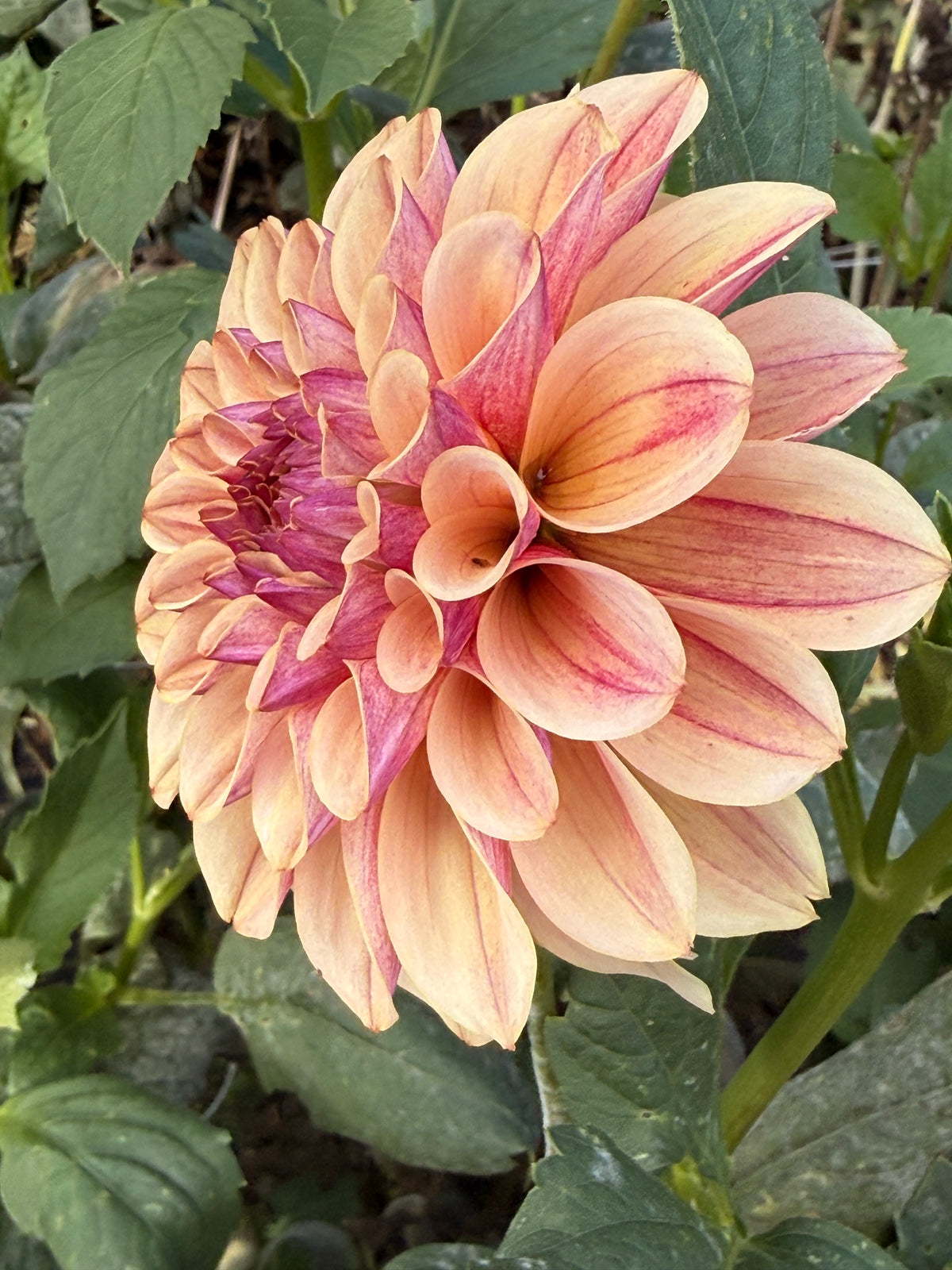 KA's® Rhubarb