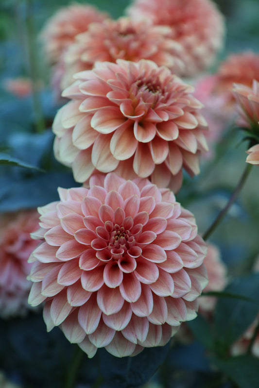 KA's® Keltie Rose