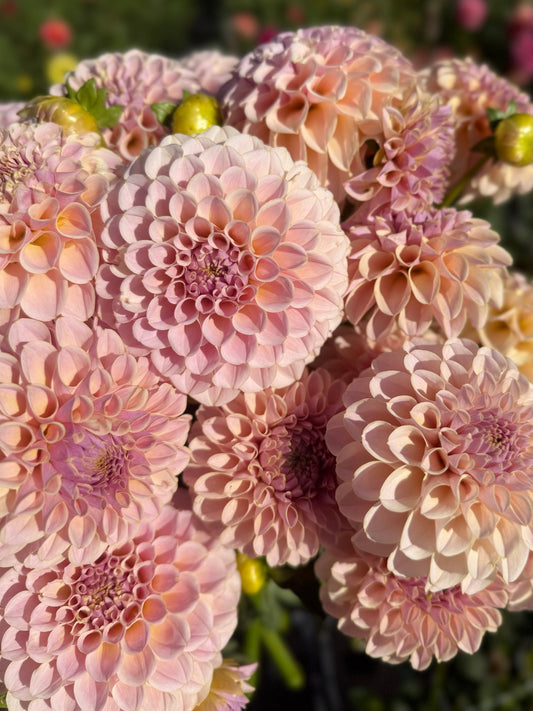 KA's® Cinder Rose
