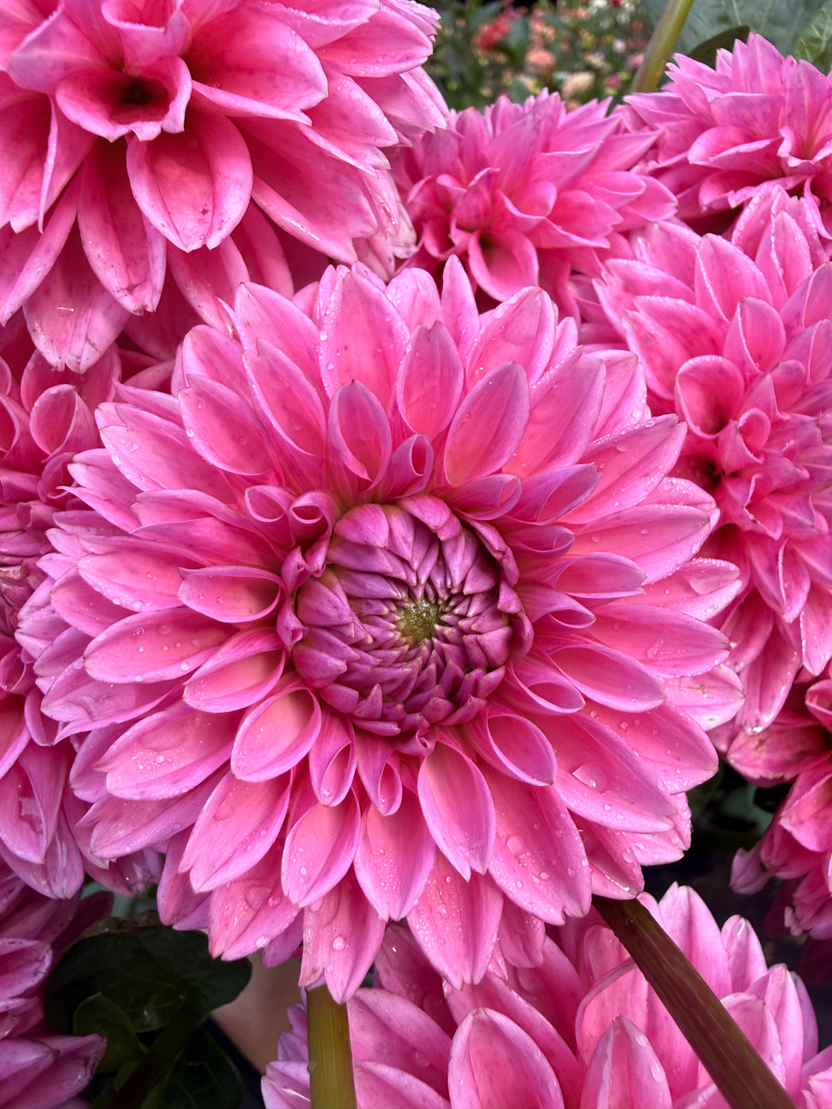 Pink Sylvia