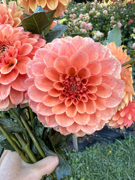 KA’s® Blood Orange