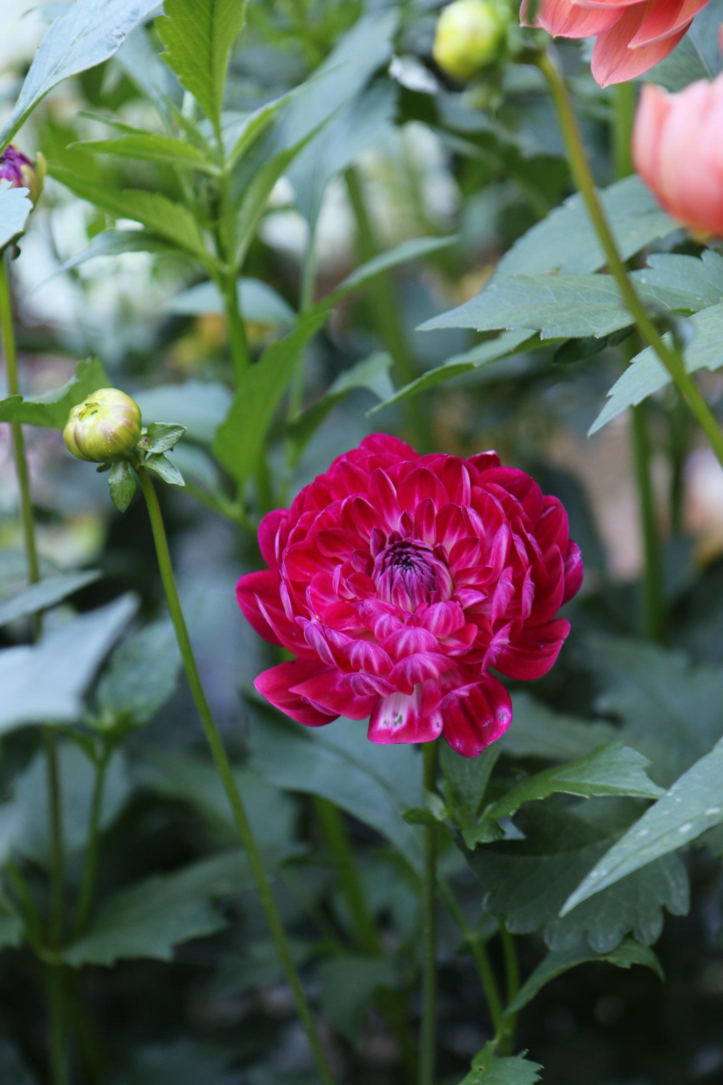 Sandia Bertha