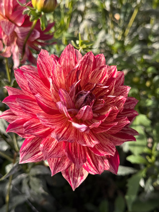 Hollyhill Tigress