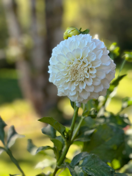 Irish Ruffles